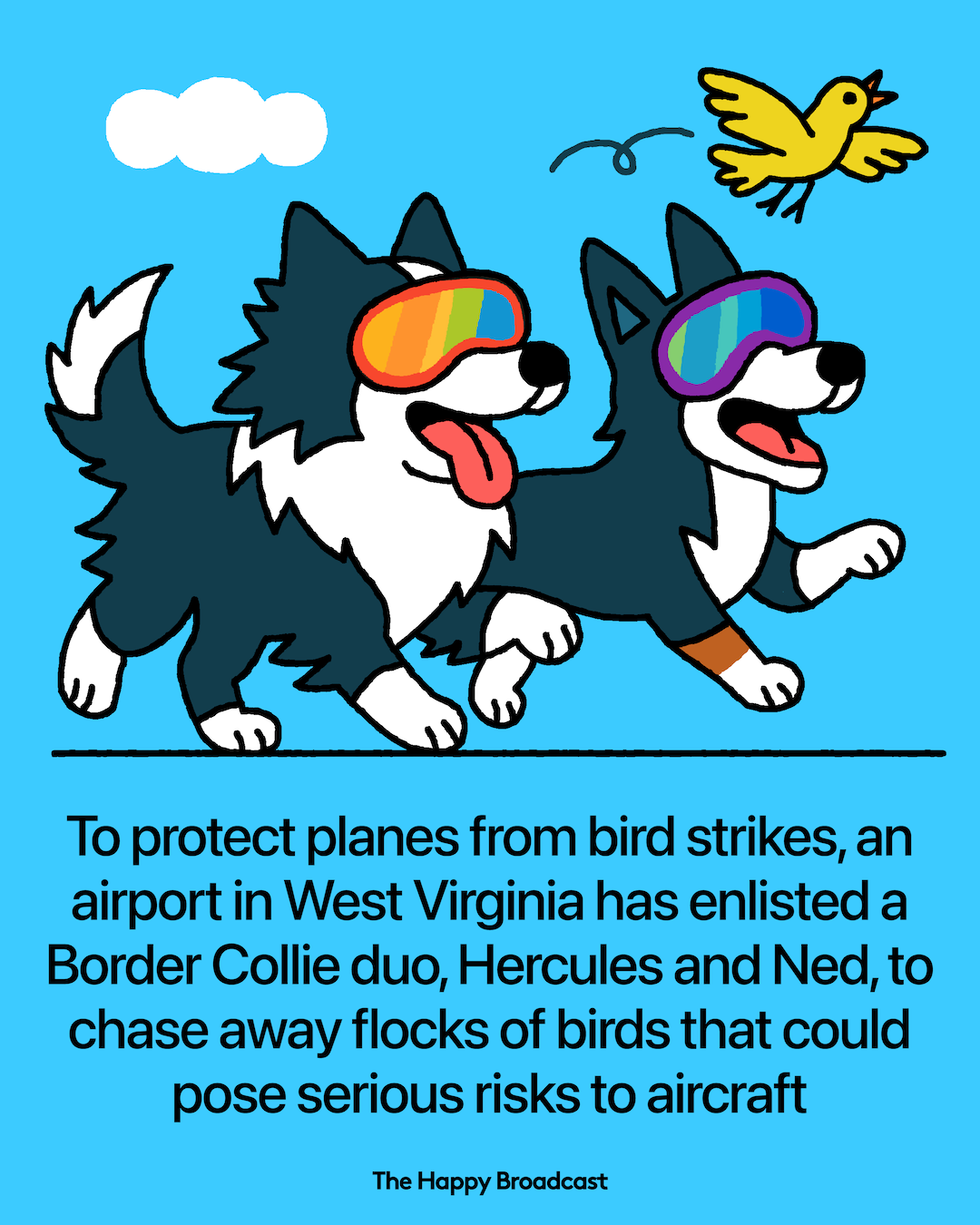 Meet Hercules And Ned, The Border Collies Fending Off Wildlife At A West Virginia Airport
